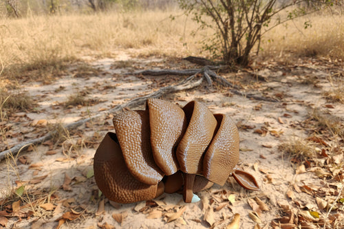 Armadillo