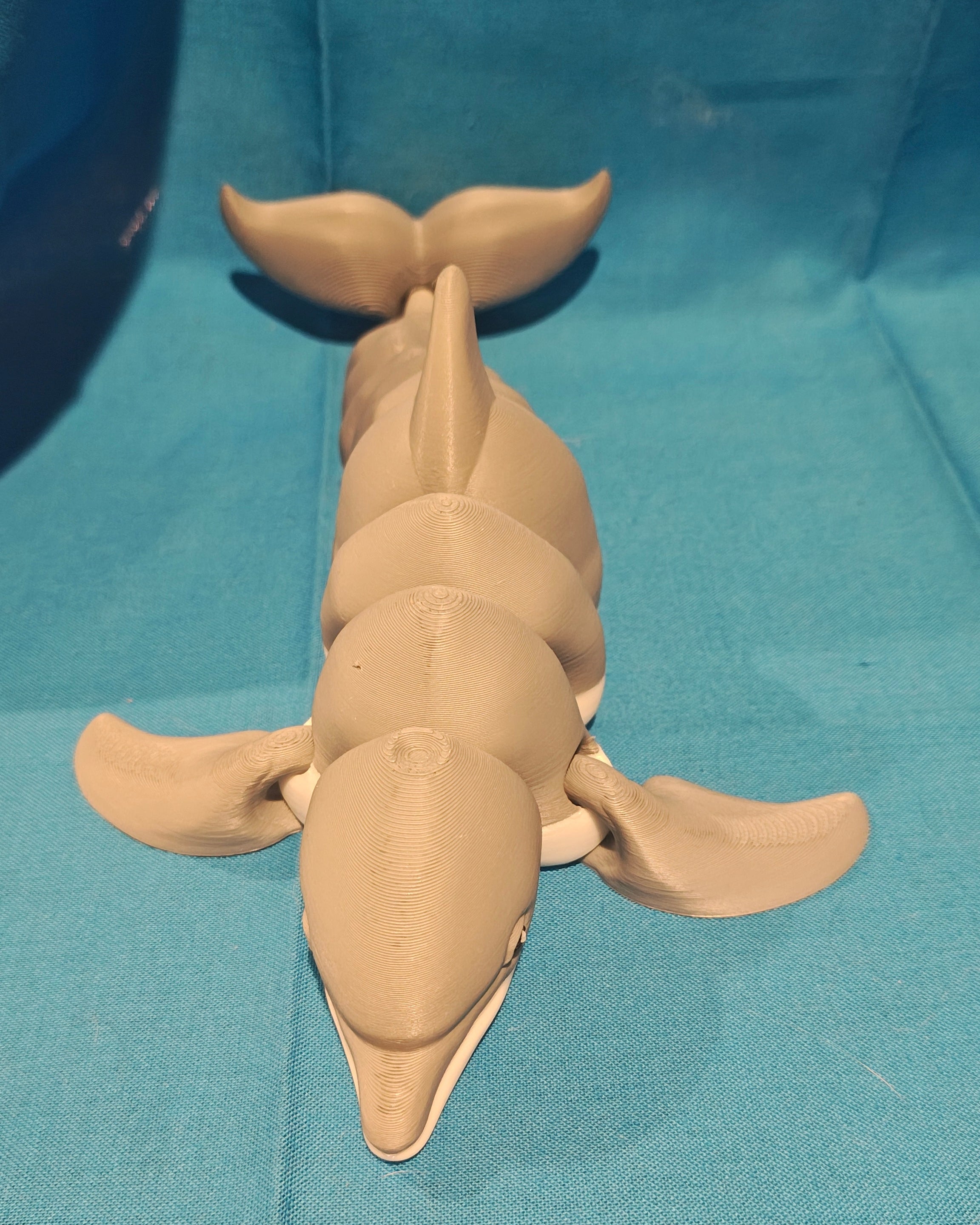Dolphin