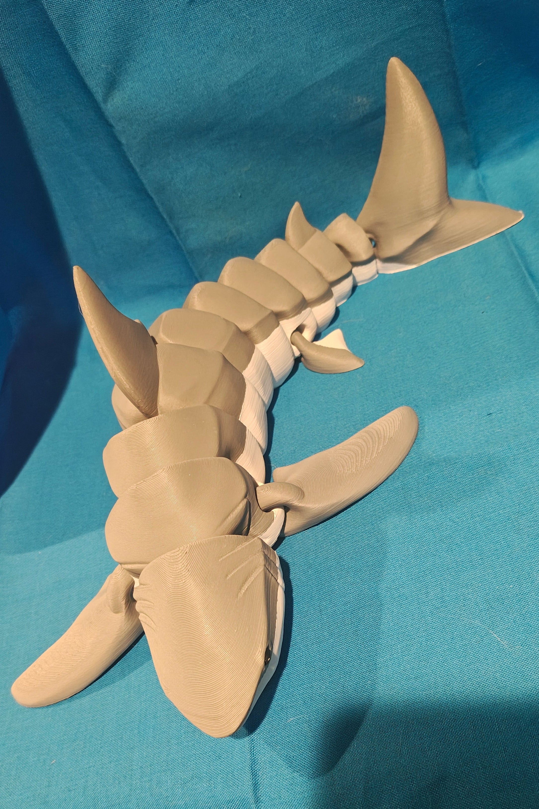 Shark